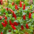 seeds 30 small red chili hot pepper non-gmo fresh for your garden