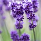 seeds 200 lavender english herb true perennial