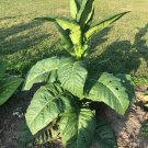 seeds 100 louisiana perique tobacco (approx. seeds)
