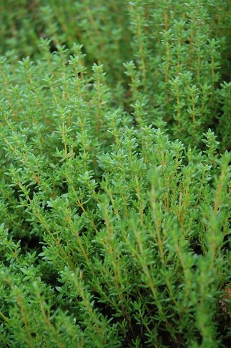 3500 thyme - common type non gmo fresh harvest for gardens