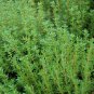 3500 thyme - common type non gmo fresh harvest for gardens