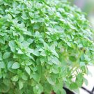 seeds 2021 basil herb dwarf greek- 300 $1.69 max /order