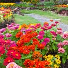 150 seeds dwarf thumbelina zinnia elegans mixed colors flower