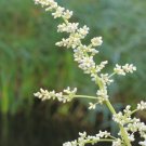 200 seeds white mugwort (artemisia lactiflora) | non-gmo