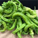 15 organic italian long sweet pepper seeds,
