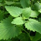 1/4 oz catnip seeds, heirloom herb seed, bulk medicinal herb, 10,000 ct