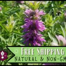 seeds 3,500 lemon bee balm | flower & herb seed, monarda citriodora, mint
