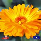 25 seeds fancy mix calendula non-gmo btgo 75% off