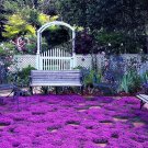 seeds 20000 magic purple creeping thyme for planting ground cover plants heirlo