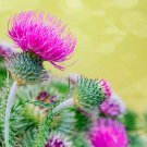 seeds milk thistle (50) / organic florida grown liver health