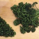 400 seeds forst green parsley - fresh harvest for gardens