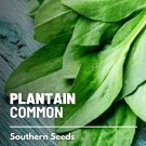 100 seeds plantain, common - culinary & medicinal herb (plantago major)