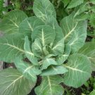 1000 georgia collards (southern / walking) collard greens brassica oleracea seed