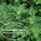 seeds 1000 scarborough greek oregano herb heirloom non-gmo fragrant