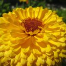 500 seeds pacific beauty yellow marigold calendula officinalis flower