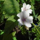 25 seeds organically grown marshmallow (althaea officinalis) – alaska proven