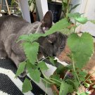100 seeds catnip catswort herb medicinal magic catmint non gmo organic garden