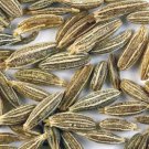 500 seeds organic cumin cuminum cyminum herb flower