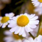 500 seeds chamomile roman garden herb by seed kingdom