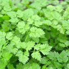 seeds chervil 500 gourmet plain leaf "french parsley" herb garden