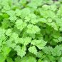 seeds chervil 500 gourmet plain leaf "french parsley" herb garden