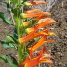 50 seeds lobelia laxiflora subsp. angustifolia | hardy or mexican