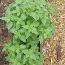 seeds 100 of persian rayhan or rayhoon ريحان basil organic grower
