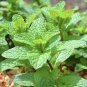 10 mint - bare root plants
