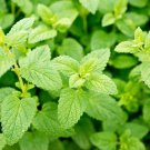 1500 seeds lemon balm lemonbalm fragrant herb / flower *flat s/h