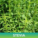 stevia seeds, rebaudiana