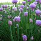 seeds 2021 chives seeds- herb 300 $1.69 max per order