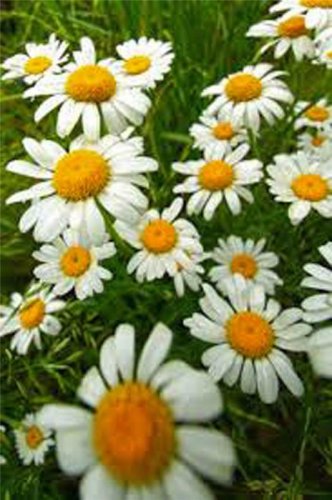 seeds german chamomile ,heirloom, non-gmo, 1000