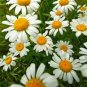 seeds german chamomile ,heirloom, non-gmo, 1000