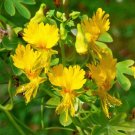 10 seeds canary creeper nasturtium vine tropaeolum peregrinum yellow bird flower