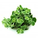 seeds 500 greek oregano medicinal perennial herb heirloom