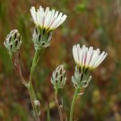 seeds snakes head (malacothrix coulteri) -30 -