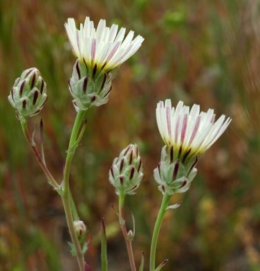 seeds snakes head (malacothrix coulteri) -30 -