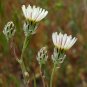 seeds snakes head (malacothrix coulteri) -30 -