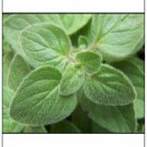 200 seeds oregano greek great garden herb by seed kingdom