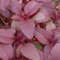 seeds red garnet amaranth 2000 vegetable annual herb garden micro-greens nongmo