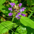 self heal (prunella vulgaris) seeds, organic all