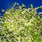 200 polpala(aerva lanata)/tengappu keerei/nagajihva seeds.us grown seeds.