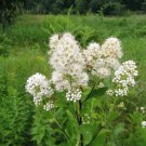 100 white meadowsweet spiraea alba queen of the prairie native flower shrub seed