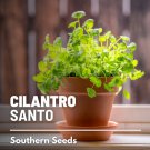 seeds cilantro (coriander), santo - heirloom culinary & medicinal herb