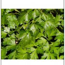 seeds parsley italian dark green great garden herb by seed kingdom 3,000