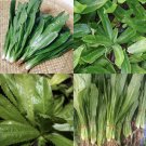seeds 1000 culantro ngo gai | recao mexican coriander non-gmo
