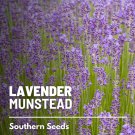 30 seeds lavender, munstead - fragrant herb mosquito repellent nongmo