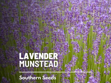 30 seeds lavender, munstead - fragrant herb mosquito repellent nongmo