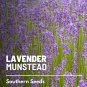 30 seeds lavender, munstead - fragrant herb mosquito repellent nongmo