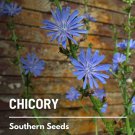 200 seeds chicory - wildflower medicinal herb gmo (cichorium intybus)